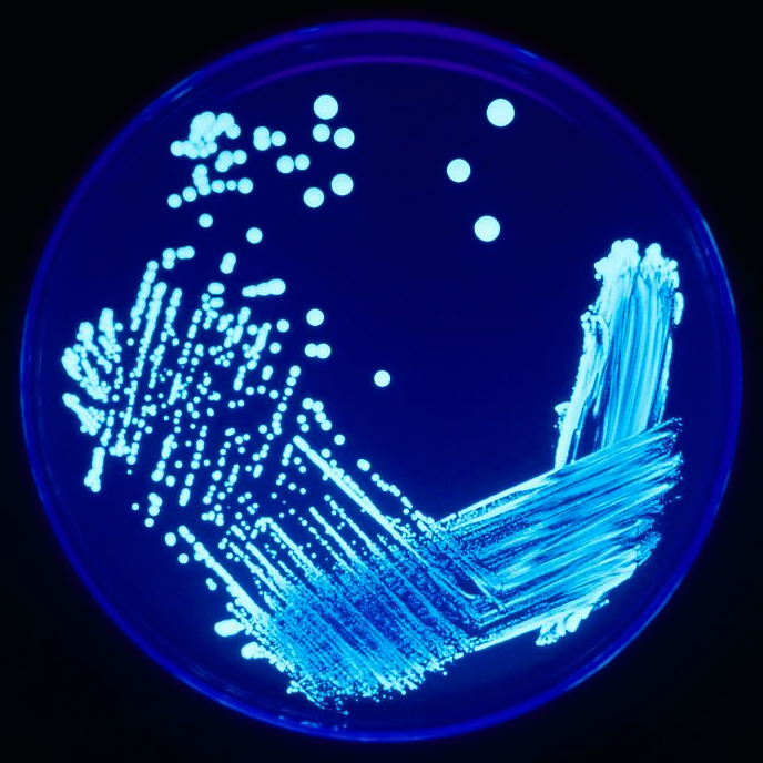Bacterial plate